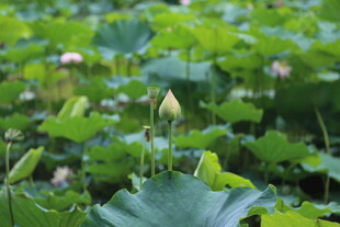 荷塘绿意 娇嫩荷花初绽