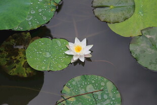 水中白睡莲与荷叶