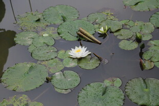 水中睡莲与荷叶的静谧画面