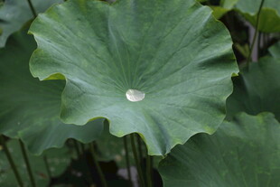 荷叶上的水珠