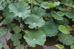 池塘中的翠绿荷叶