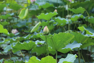荷塘绿意 初绽荷花景致