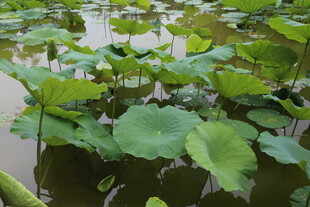 池塘中的大片荷叶
