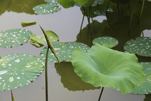 荷叶漂浮于水面的景致