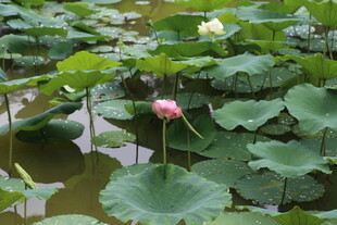 荷塘中的荷花与荷叶
