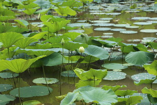 荷塘绿意盎然的荷叶景观