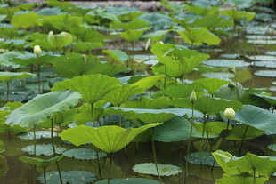 夏日荷塘荷叶茂盛景象