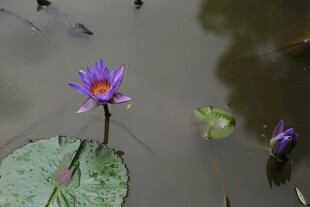 水中绽放的美丽紫色睡莲