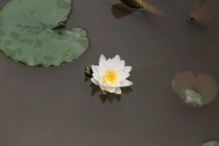 水中绽放的白色睡莲