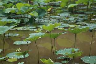 荷塘荷叶景观