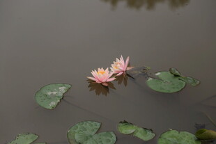 水中绽放的粉色睡莲