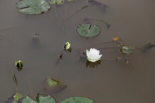 水中白睡莲与浮萍