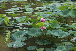 荷塘中的粉色荷花与荷叶