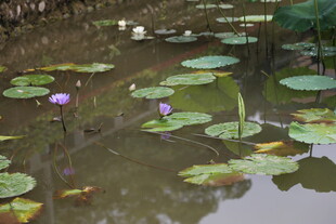 池塘中的睡莲与荷叶