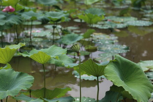 夏日荷塘荷叶荷花景致
