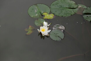 水中睡莲与荷叶景象