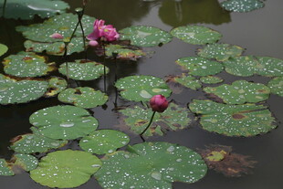 荷塘中的荷花与荷叶