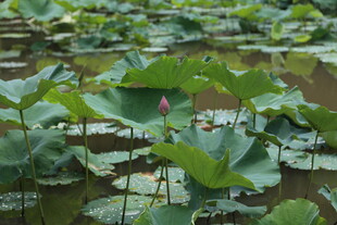 夏日荷塘绿意浓