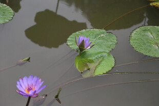 水中睡莲与绿叶相映成趣