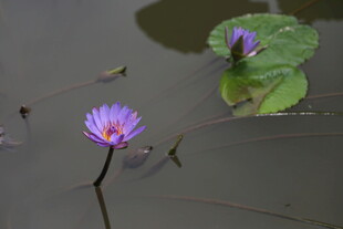 水中绽放的紫色睡莲