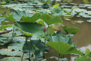 荷塘中的荷叶与含苞荷花
