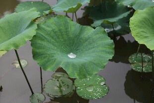 荷叶上的晶莹水珠