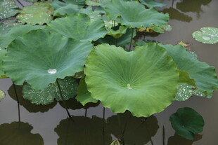 荷叶漂浮于水面的景致