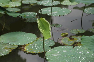 荷叶间挺立的鲜嫩荷叶