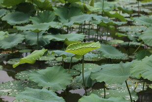 夏日荷塘荷叶景致