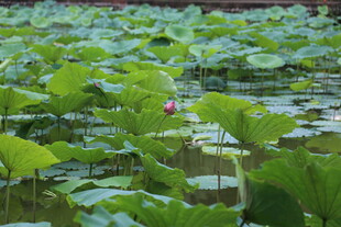 夏日荷塘绿意浓