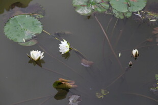 水中绽放的洁白睡莲