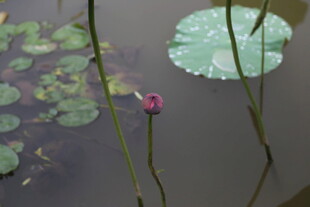 池塘中的荷花与荷叶
