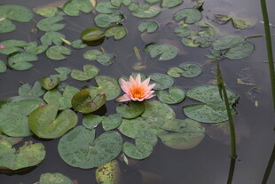 水中绽放的娇艳粉色睡莲