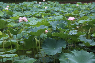 夏日荷塘荷花荷叶美景