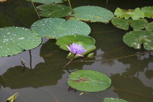 水中绽放的紫色睡莲