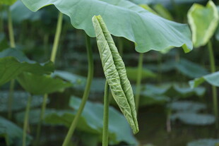 荷叶间倾斜的翠绿莲蓬