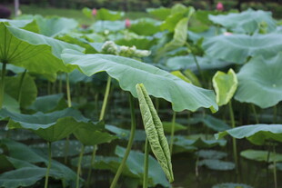 荷塘中的大片翠绿荷叶