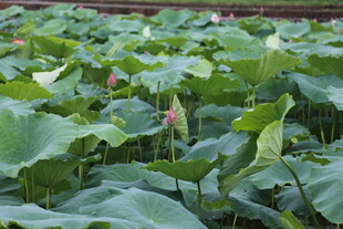荷塘绿意盎然的荷叶景观