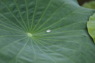 荷叶上的晶莹水珠