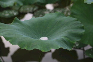 荷叶上的晶莹水珠