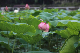 荷塘中绽放的娇艳荷花
