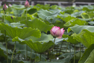 荷塘中绽放的娇艳荷花