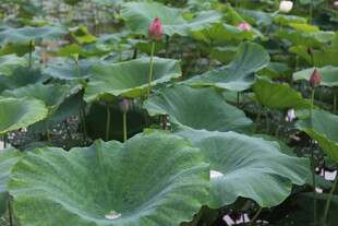 夏日荷塘荷叶荷花景致