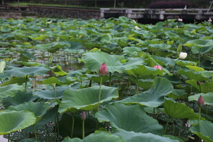 荷塘美景 荷花荷叶相映成趣