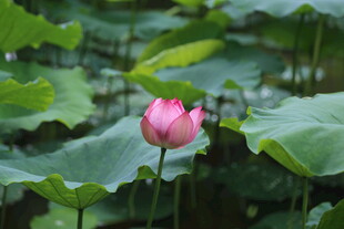 粉色荷花绽放于绿叶间