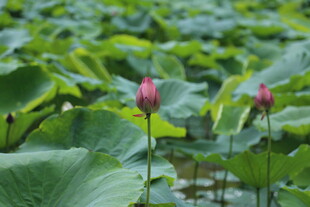 荷塘中绽放的娇艳荷花