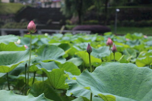夏日荷塘荷花荷叶美景