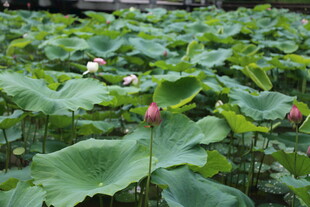 荷塘荷花荷叶美景