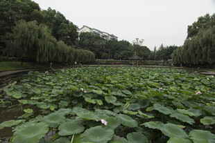 荷塘绿意 莲叶田田