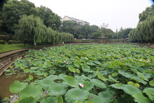 夏日荷塘绿意浓